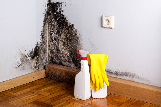 Best Mold Testing and Inspection Services in Hardin, MT